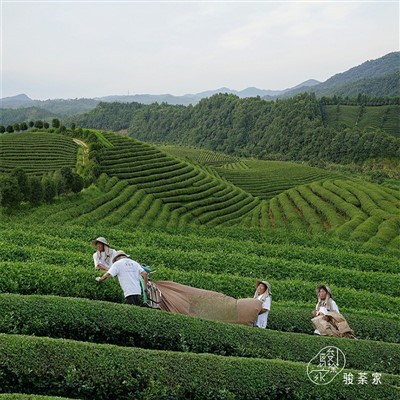 JUNTUJIA Blending Tea No. 1